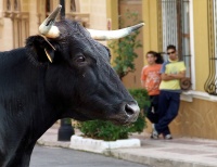 Encierro en Orcera