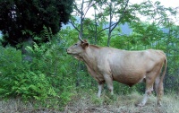 Vaca en el Embalse del Tranco