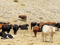 Vacas y toros pastando