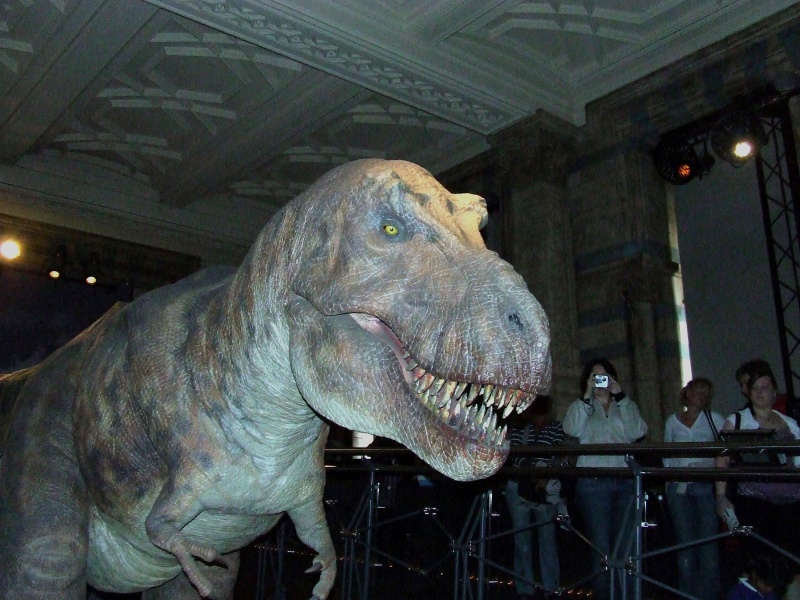 Tiranosaurio - Museo de Historia Natural (Londres)