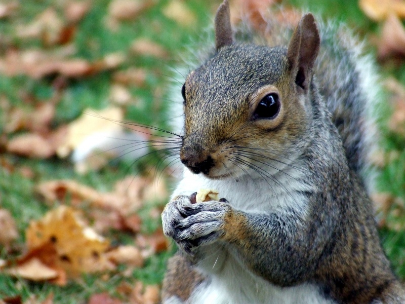 Ardilla en Regent's Park (Londres) - Squirrel in Regent's Park London